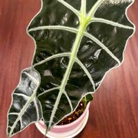 アロカシア・アマゾニカ,アロカシア,観葉植物,大阪,南国植物の画像