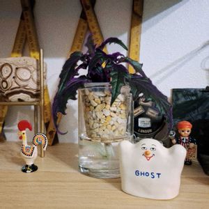 ビロードサンシチ,植物,no green no life,インテリアグリーン,植物のある暮らしの画像