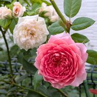 バラ,バラ,ガーデニング,花のある暮らし,バラのある暮らしの画像