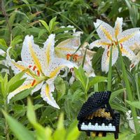 カワラナデシコ,ヤマユリ,アオスジアゲハ蝶,癒し…♡,おでかけ先の画像