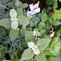 ヒューケラ,バロータ,green,植物が好き,庭の画像