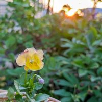 ビオラ,花のある暮らし,岩手県,季節を感じる暮らしの画像