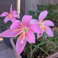 ゼフィランサス,キボシアシナガバチの巣,カリロファス　サニーチャープ,サンパラソル　ブルーフォリア,鉢植えの画像