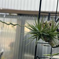 チランジア,多肉植物,ブロメリア,チランジア属,着生植物の画像