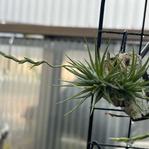 チランジア,多肉植物,ブロメリア,チランジア属,着生植物の画像
