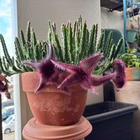 スタペリア,珍奇植物,狭小ベランダ,好きな場所,ガガ様の画像