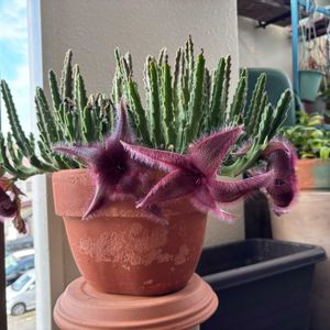 スタペリア,珍奇植物,狭小ベランダ,好きな場所,ガガ様の画像