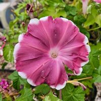 朝顔 団十郎,鉢植え,明るい日陰,プランター,ガーデニング初心者の画像