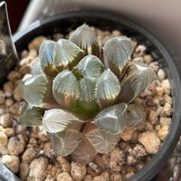 ハオルチア,ハオルチア　秋おもい,多肉植物,ハオルチア属,斑入り。の画像