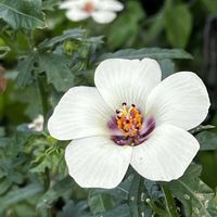 ハイビスカス,ハイビスカス ロバツス,ハイビスカス トリオナム,極小ハイビスカス,赤い花の画像