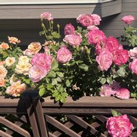 薔薇,バラ アプリコットキャンディー,バラ アプリコットキャンディー,ボルドヌイ（夜間飛行）,ボルドヌイ（夜間飛行）の画像