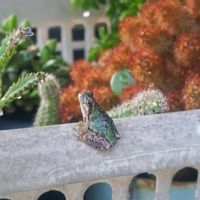 サボテン,七宝樹,黄金司,子宝草,不死鳥の画像