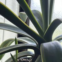 アガベ・ベネズエラ,ノブドウ,ムッチリぷくぷくの日,金曜日の蕾たち,毎月7日はアガベの日の画像
