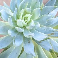 ファンファーレ,多肉植物,セデベリア属の画像