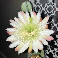 サボテン,柱サボテン,鬼面角,サボテンのある暮らしの画像