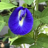 オクラ,バタフライピー,プランター野菜,収穫が楽しみ,小さな庭の画像