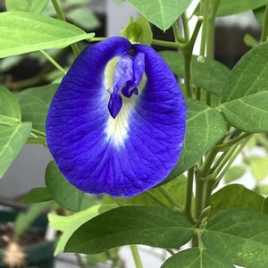 オクラ,バタフライピー,プランター野菜,収穫が楽しみ,小さな庭の画像