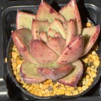 多肉植物,エケベリア属の画像