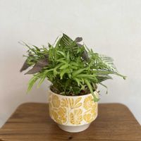 プテリス,シンゴニウム ピンク,アフェランドラ・ダニア・シルバークラウド,寄せ植え,観葉植物の画像