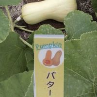 ヒョウタン,カボチャ「バターナッツ」,東京国立博物館.,たこさんお出迎え花壇,ベルギー料理「タコス」の画像