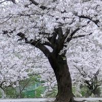 サクラ,ツユクサ,ハイビスカス,ヒマワリ,ハトの画像