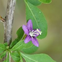クコ,可憐な花,明日はきっと良い日になる,2019同期,いつも心に太陽をの画像