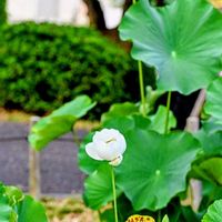 ハス,ハス,夕方,蓮池,8日は葉っぱの発表会の画像