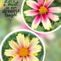 コレオプシス,可愛い,癒される,花のある暮らしの画像