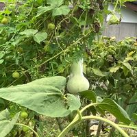 グリーンネックレス,グリーンネックレス,ヒョウタン,ヒョウタン,ペチュニアの画像