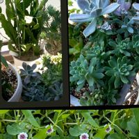 多肉植物,ベランダ,お出かけ先,リビング・ダイニングの画像