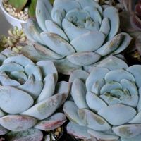カポック,キャンディハート,多肉植物,葉挿し,多肉寄せ植えの画像