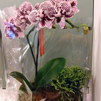 テーブルヤシ,リプサリス･ケレウスクラ,DAISO✨,ミディ胡蝶蘭　チャップリン,苔玉の画像