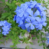 ルリマツリ,ルリマツリ,プルンバーゴ,幸せの青い花,美しく青きドヨウの画像