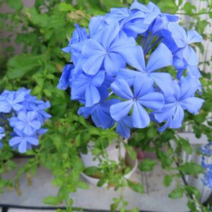 ルリマツリ,ルリマツリ,プルンバーゴ,幸せの青い花,美しく青きドヨウの画像