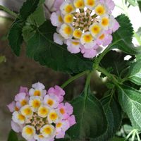 ランタナ,ランタナ,花のある暮らし,我が家のお花,おうち園芸の画像