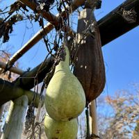 ヒョウタン,ヘチマ,ヘチマの花,オオヒョウタン,つる性植物の画像