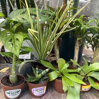 観葉植物,可愛い,テラスの画像