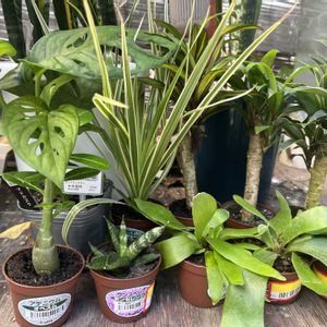 観葉植物,可愛い,テラスの画像