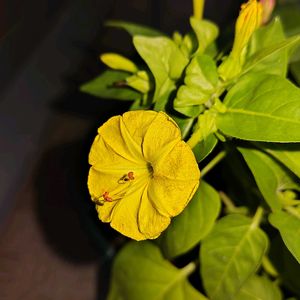 夏に負けるな,今日も元気で,キュンキュン乙女倶楽部,オシロイバナ愛好家友の会,キュンキュン乙女倶楽部No.0278の画像