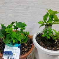 アジサイ,紫陽花,紫陽花　ハイドランジア,紫陽花　トルネード,紫陽花大好きの画像