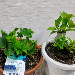 アジサイ,紫陽花,紫陽花　ハイドランジア,紫陽花　トルネード,紫陽花大好きの画像