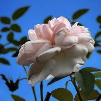 バラ,薔薇,青空,青空の下,今日も元気での画像