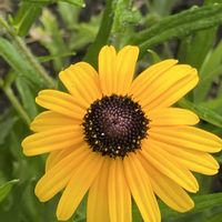 ルドベキア,今日も元気で,今日も笑顔で♡,花を通じて愛と平和を,ほら、綺麗な花でしょ！の画像
