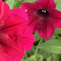 ペチュニア,赤い花,今日も元気で,今日も笑顔で♡,花を通じて愛と平和をの画像