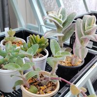 白絹姫錦,白絹姫,植物のある暮らし,植中毒,斑入り好き♡の画像