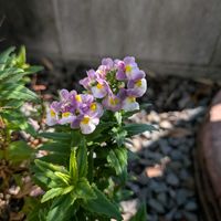 ネメシアの画像