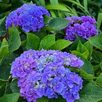 アジサイ,感謝,花のある暮らし,いつまでも,き　れ　い❤の画像