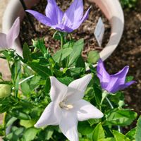 キキョウ,ガーデニング,ボタニカルライフ,山野草,お庭の植物の画像
