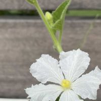 キュウリ,ヒョウタン,ヘチマ,かぼちゃ,ウリ科の画像