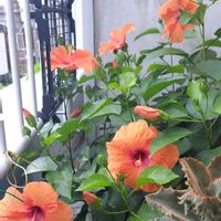 ハイビスカス,植物男子ベランダー, ハイビスカス,ベランダの画像